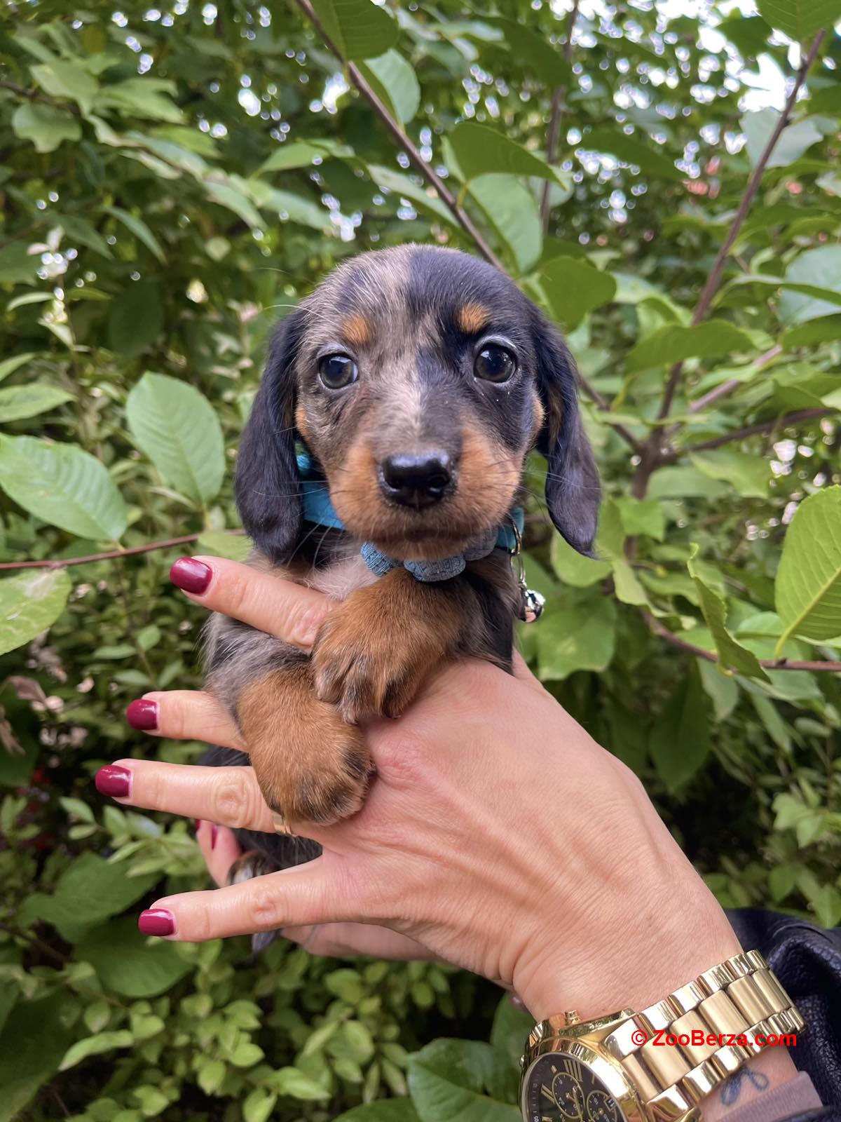 Mini Jazavicar stenci