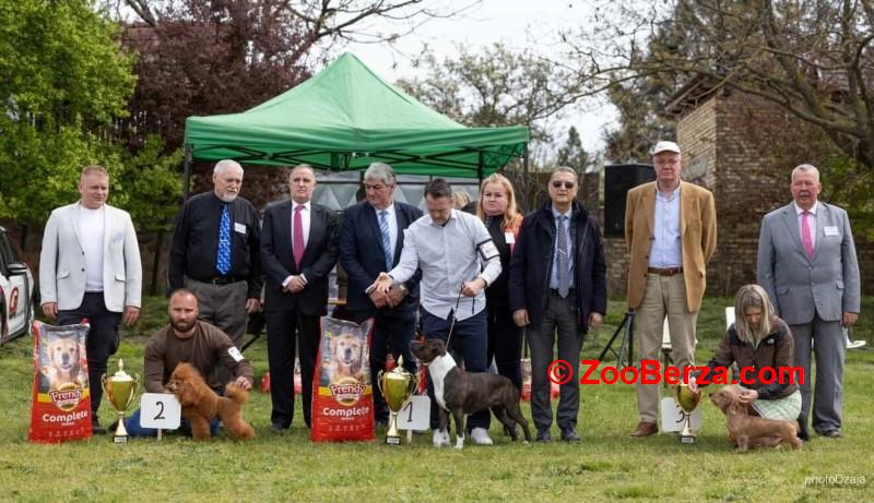 Crveni toy mužjak dostupan za parenje