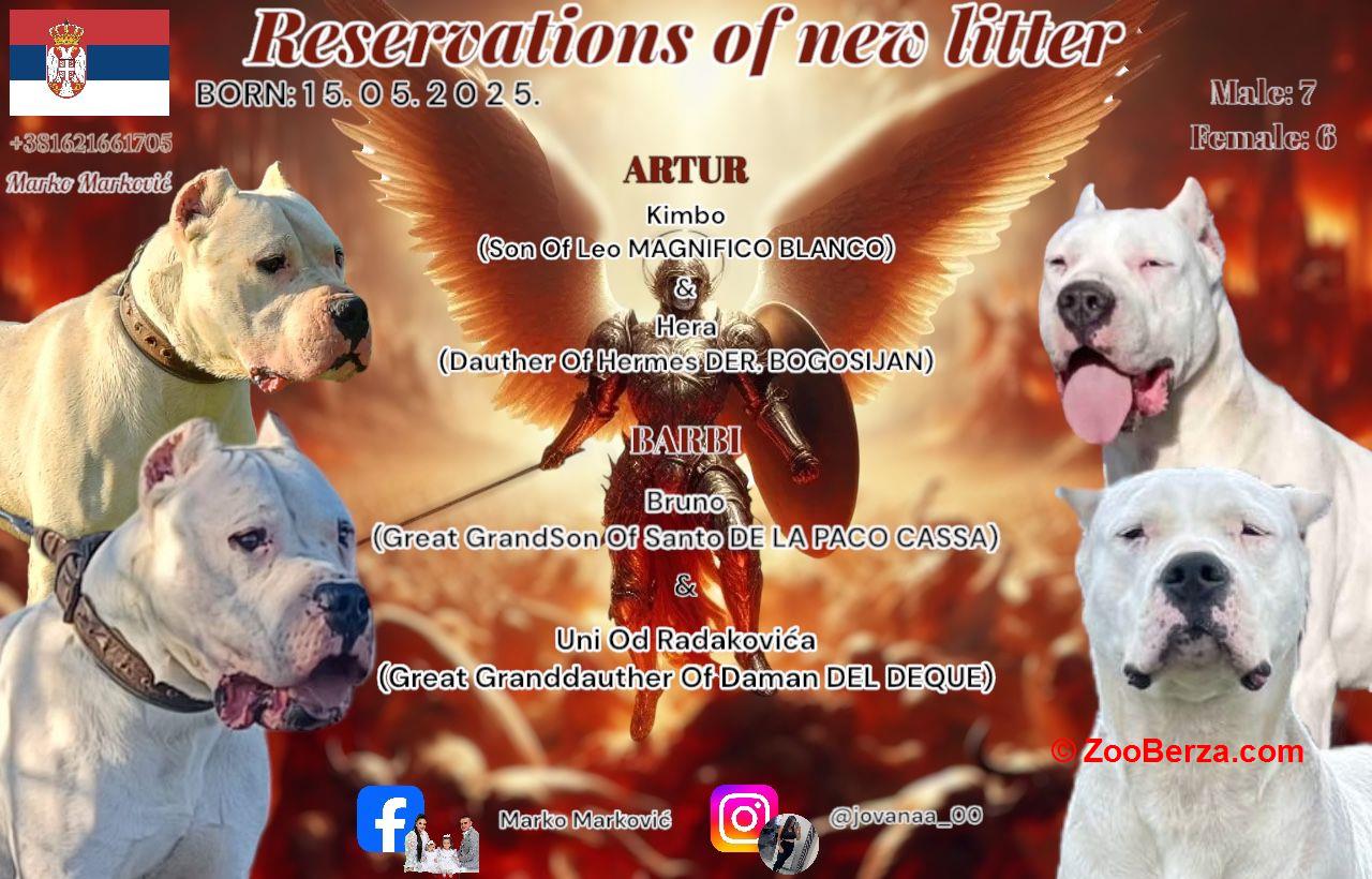 Dogo Argentino štenci 