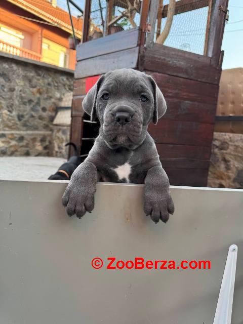 Cane Corso štenci