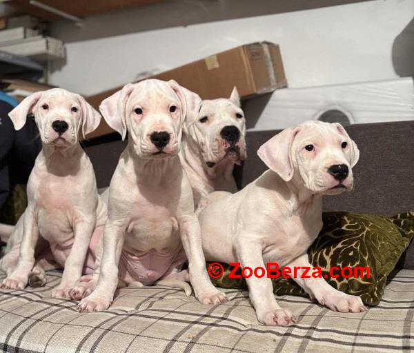 Dogo Argentino