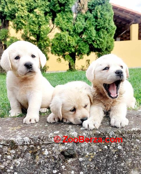 Labrador retriver štenci 