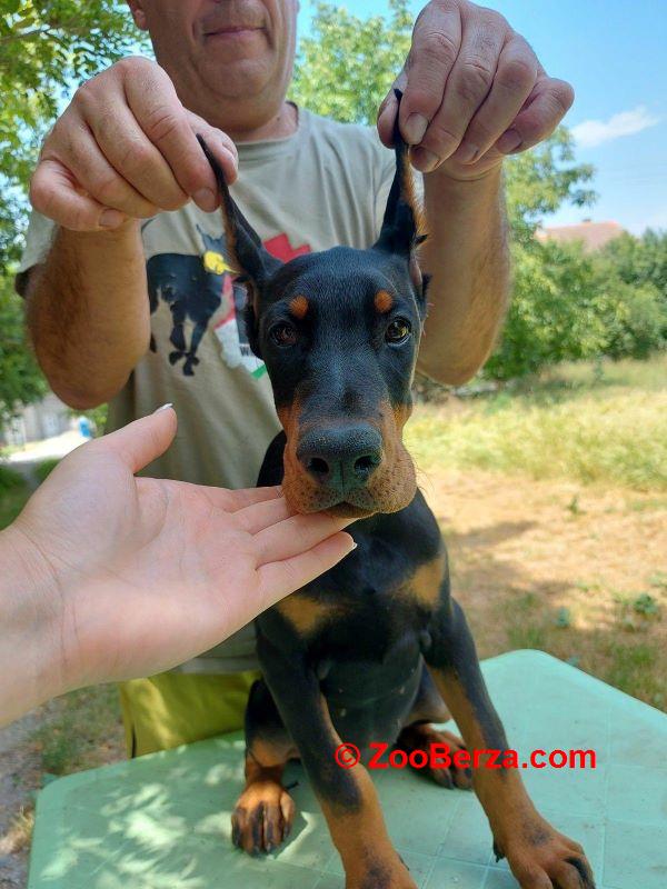 Doberman, žensko štene