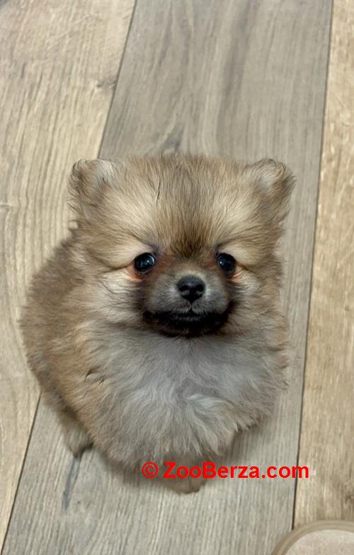 Pomeranac, prelepi štenci