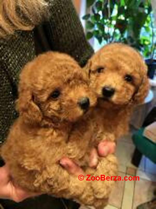 Prelepe Francuske Toy i patuljaste pudle 