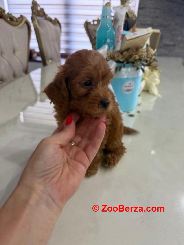 Goldendoodle prelepi štenci