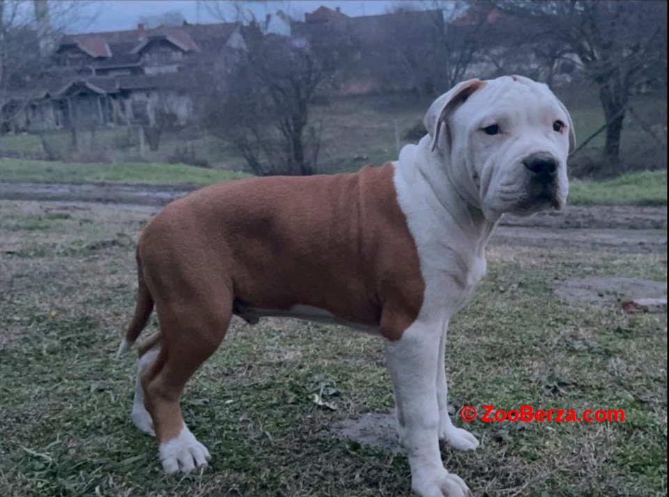 Američki stafordski terijer mužjak I ženka 