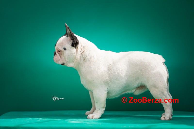 Francuski buldozi stari godinu dana