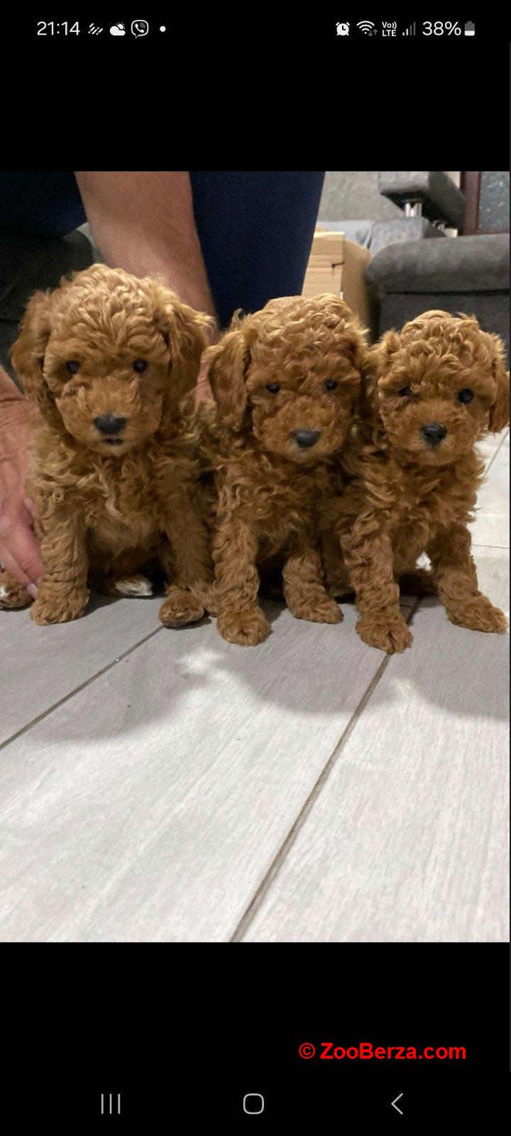 Crvene pudle na prodaju