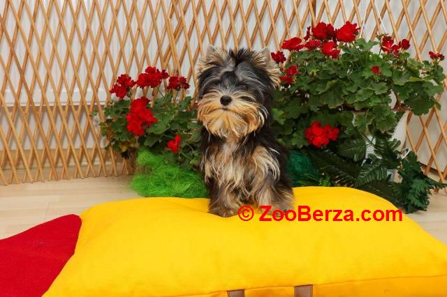 Yorkshire terijeri (Yorkie) – štenad