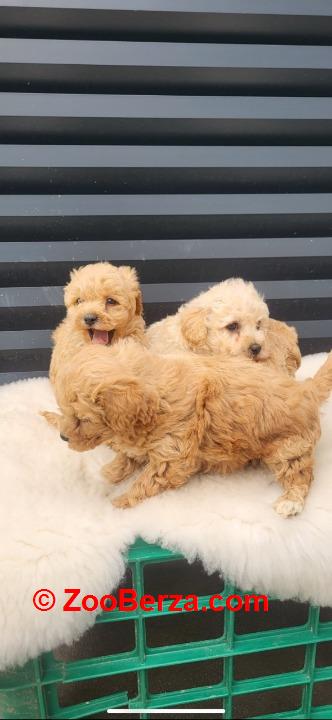 Maltipoo- bipoo