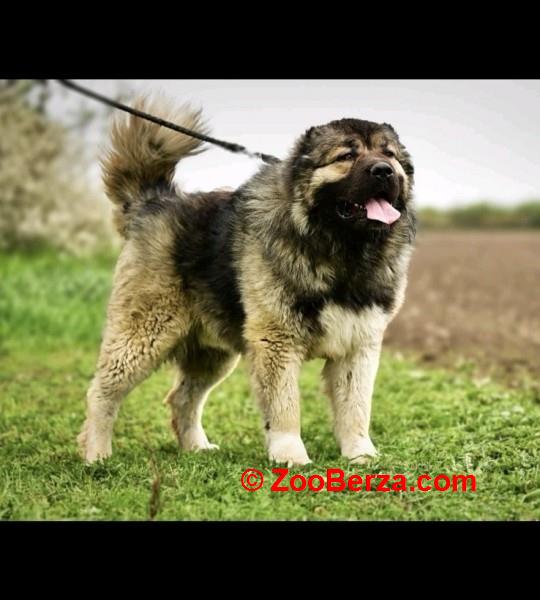 Kavkaski ovcar stenci