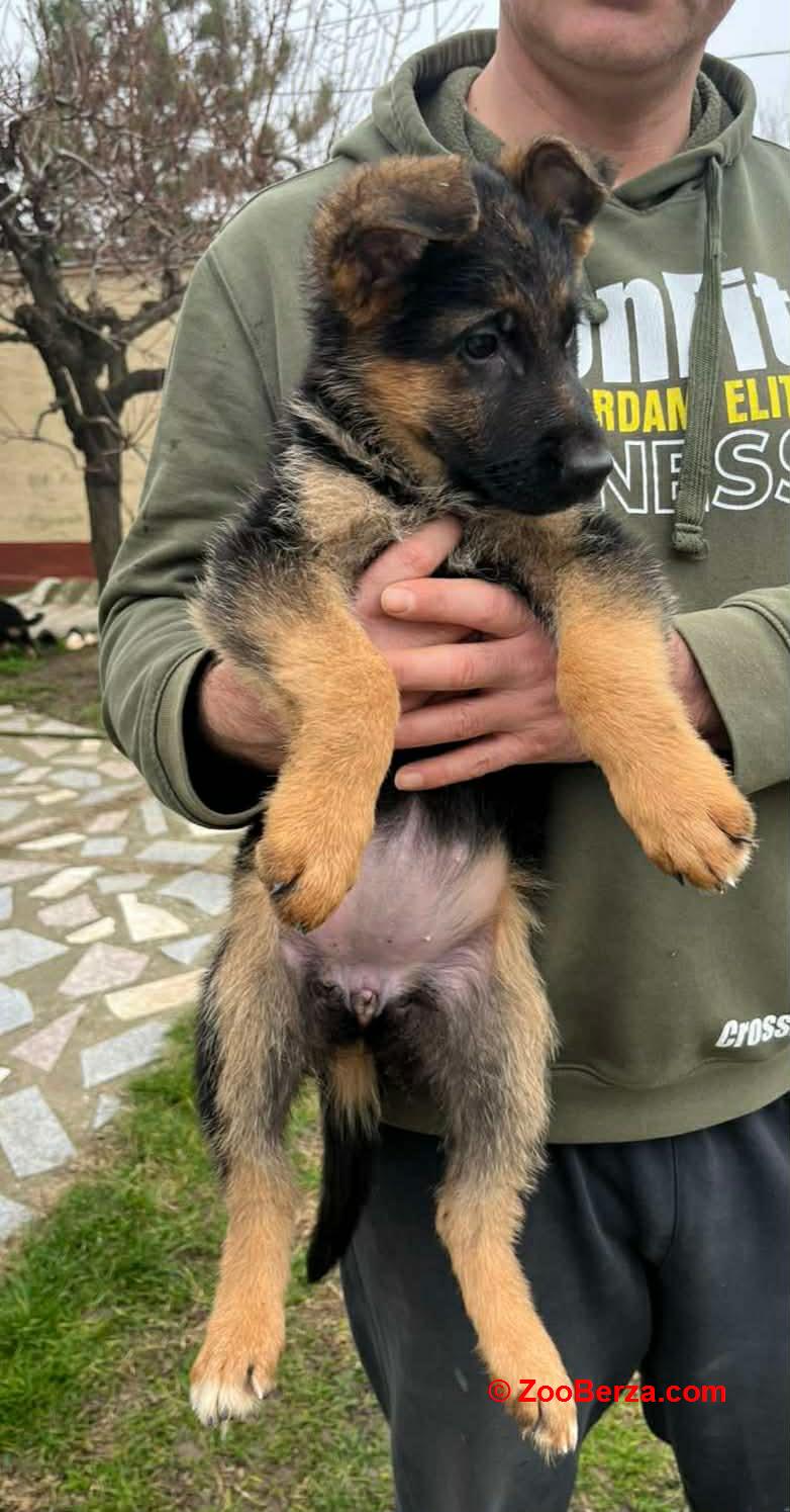 Nemački ovčar kratkodlaki, štenci