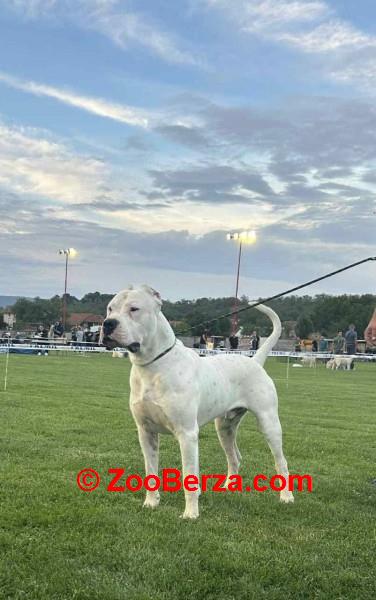 Dogo Argentino stenci