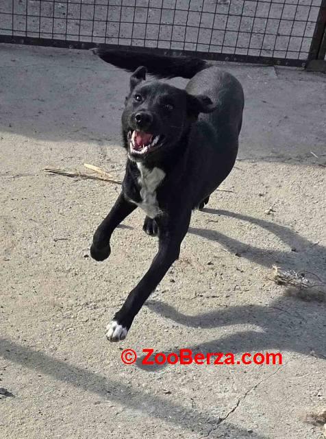 Mlado štene crne mešanke, udomljavanje!