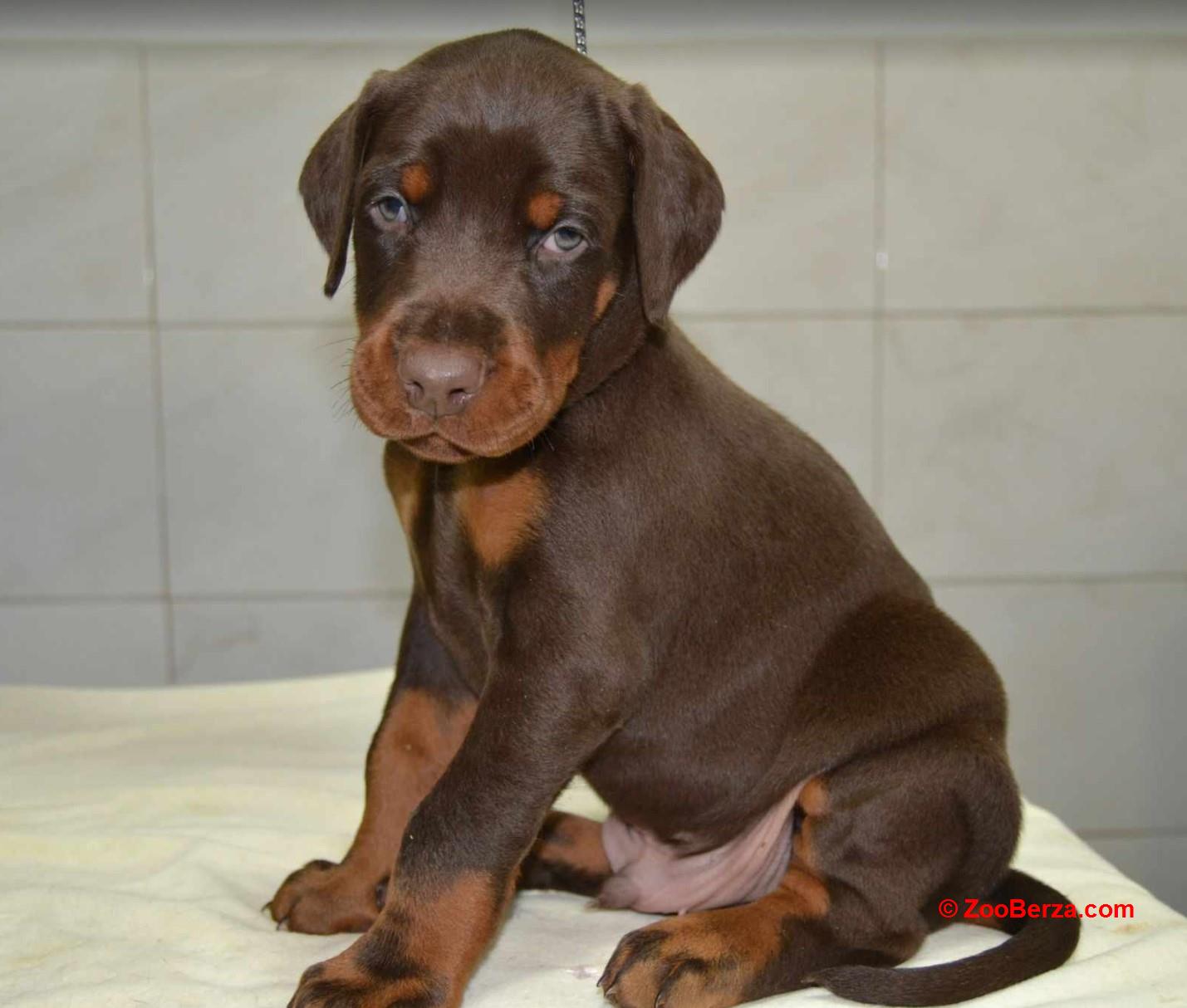 Doberman prelepi štenci