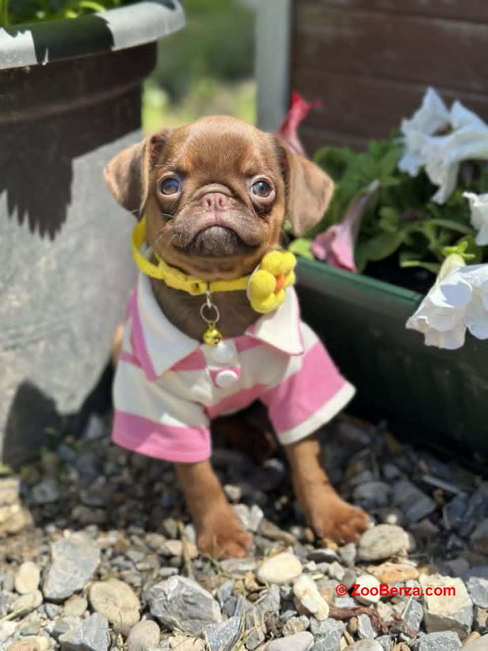 Chocolate Petit Brabancon (Smooth Brussel Griffon)