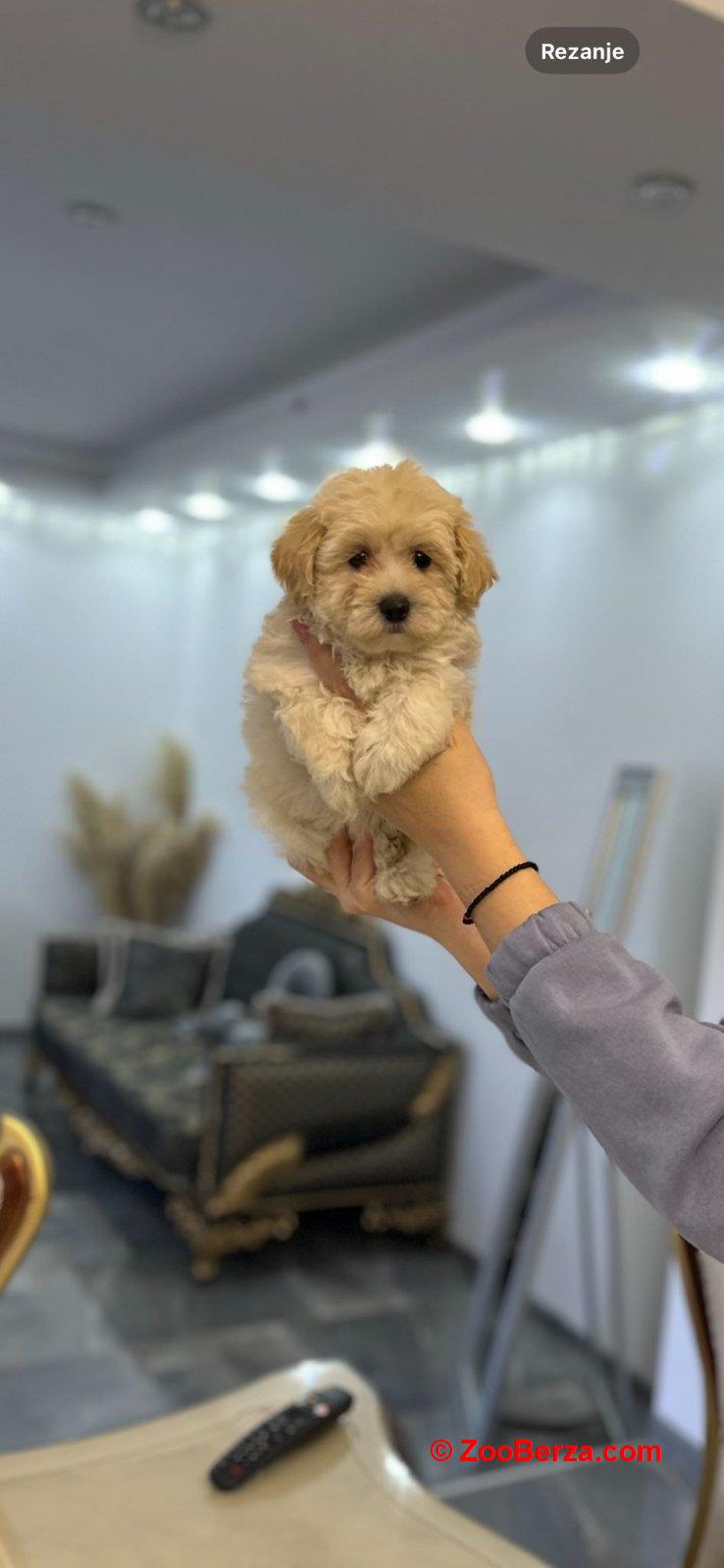 Maltipoo stenci vrhunske genetike