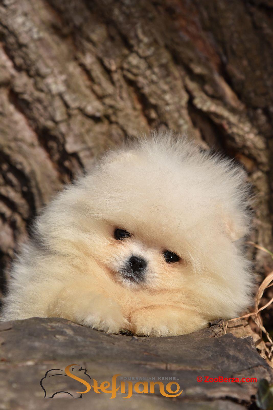 Pomeranac BOO prelepi štenci