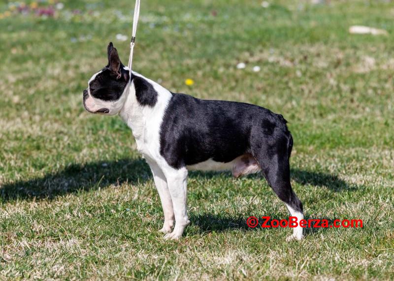 Boston terrier zreli muzjak