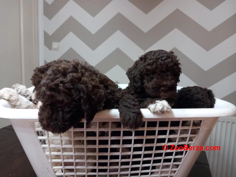 Stenci Lagotto Romagnolo  