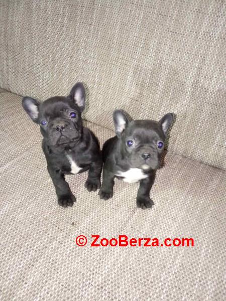 Francuski buldog štenci