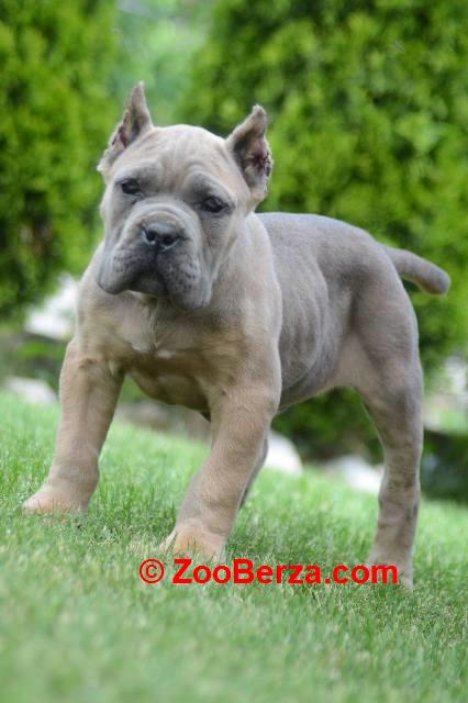 Cane Corso, štenci vrhunskog kvaliteta