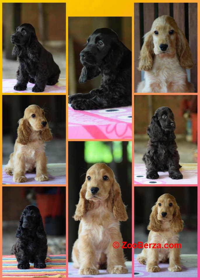 Engleski koker španijel Stenci vrhunskog kvaliteta i porekla 