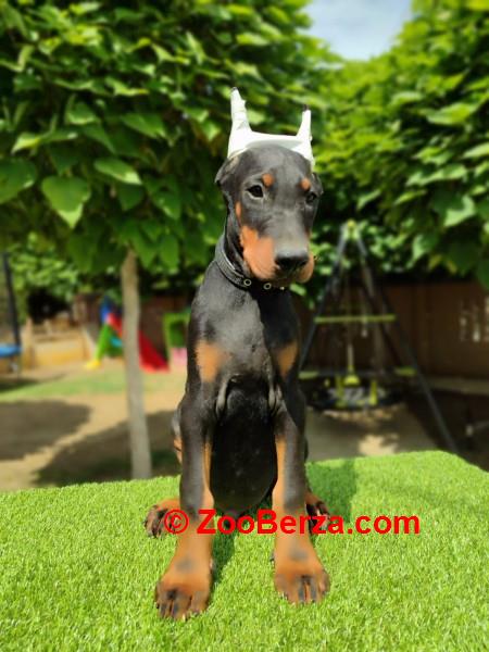 Doberman mužijaci