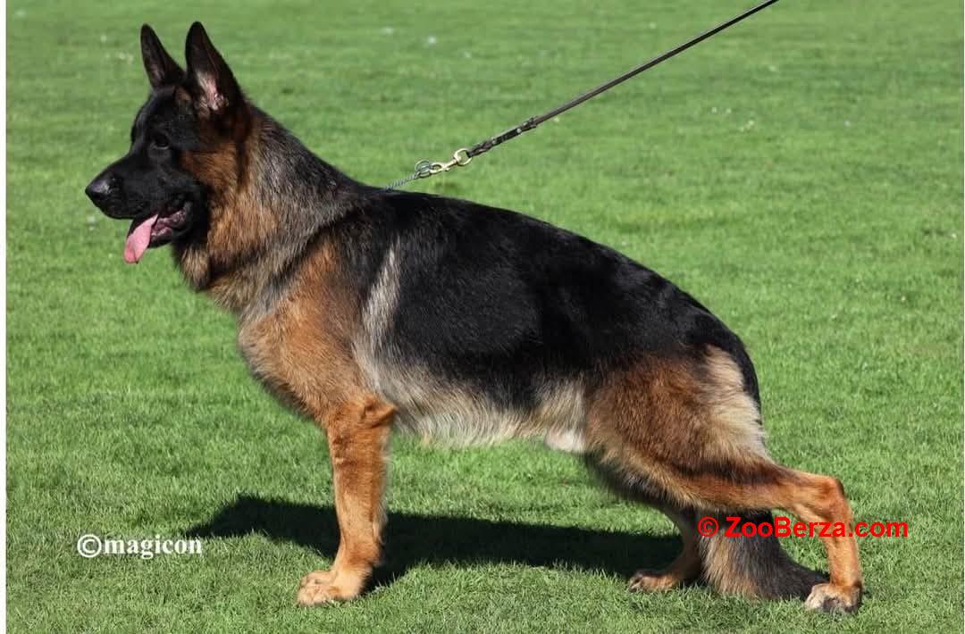 Nemački Ovčari  ženska štenad