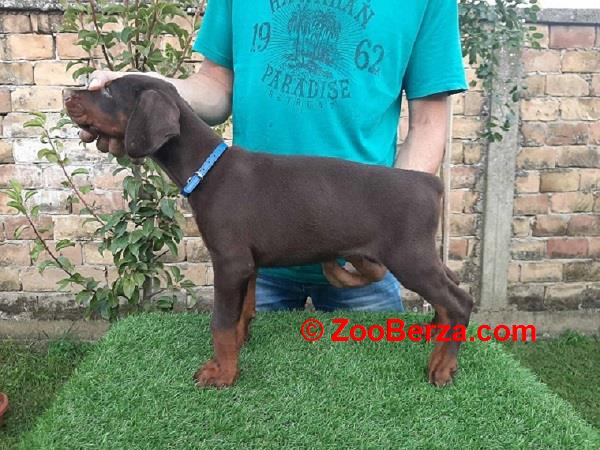 Doberman 