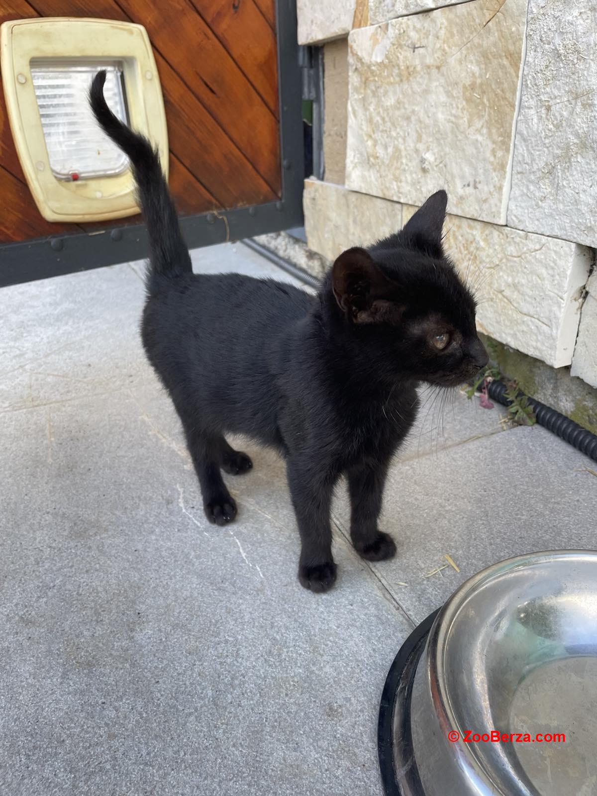 Mali macan traži dom