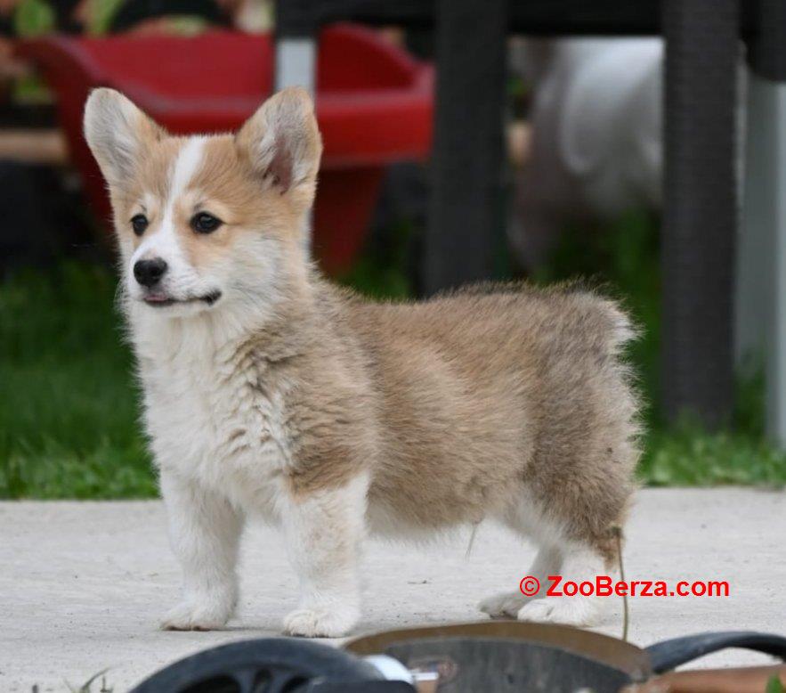 Velški korgi/Welsh Corgi Pembroke