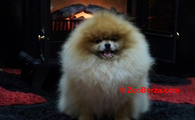 Pomeranac / Pomeranian / Boo štenci