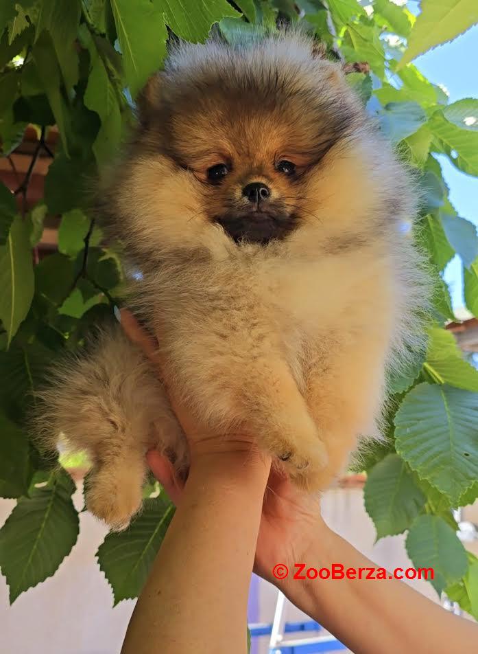 Pomeranac, prelepi Boo štenci 
