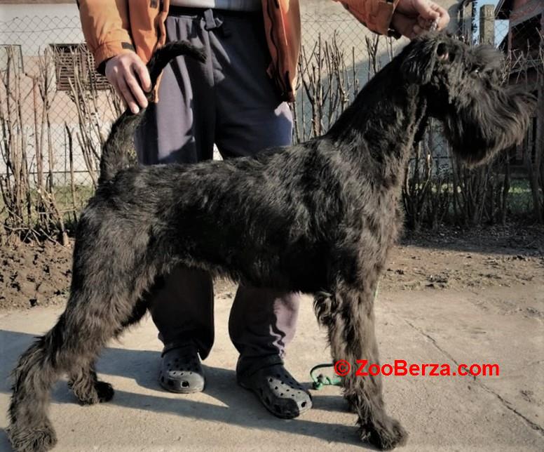 Veliki snaucer stenad