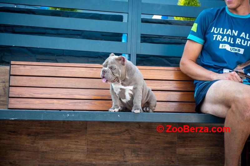 Štenci američkog egzotičnog bullija