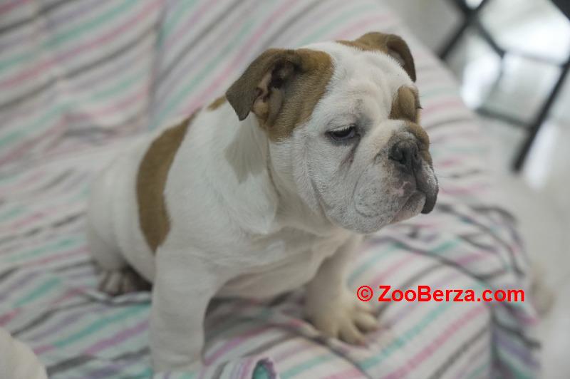 Engleski buldog, vrhunsko leglo