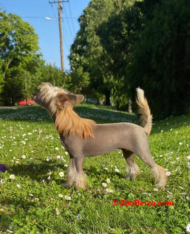 Kineski ćubasti pas štenci