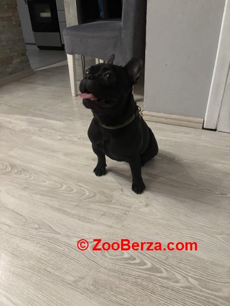 Francuski Buldog, mlad muzijak