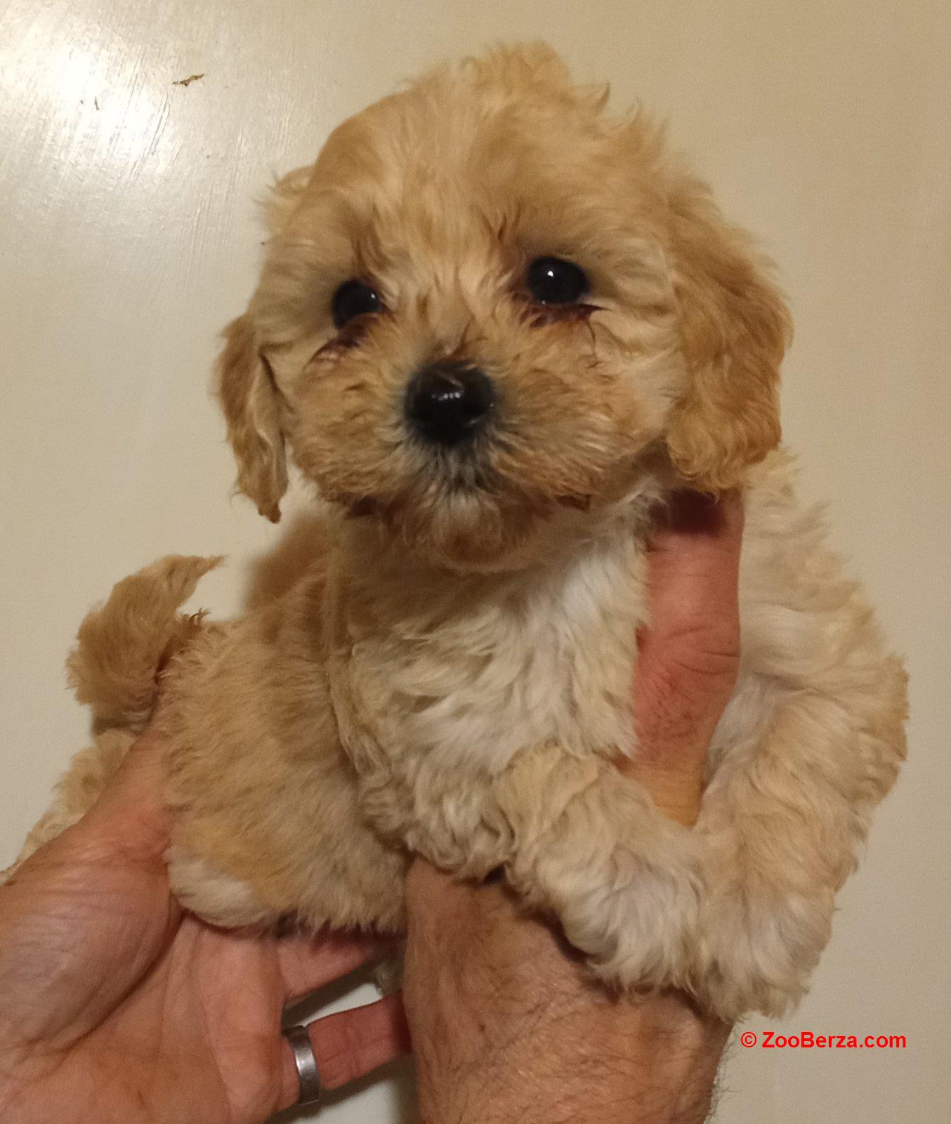 MALTIPOO   stenad