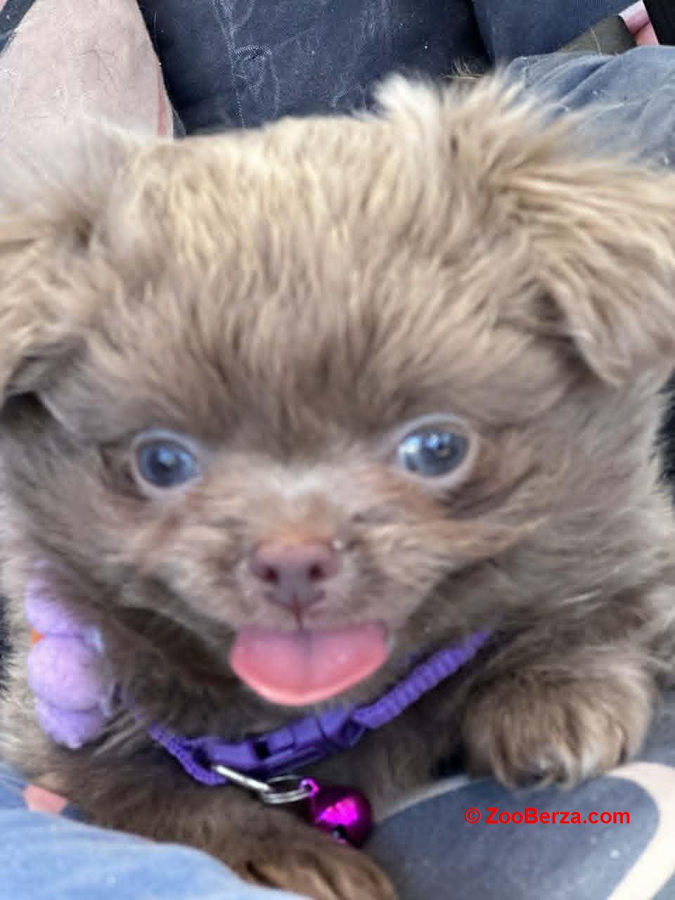 Lilac & chocolate boys chihuahua