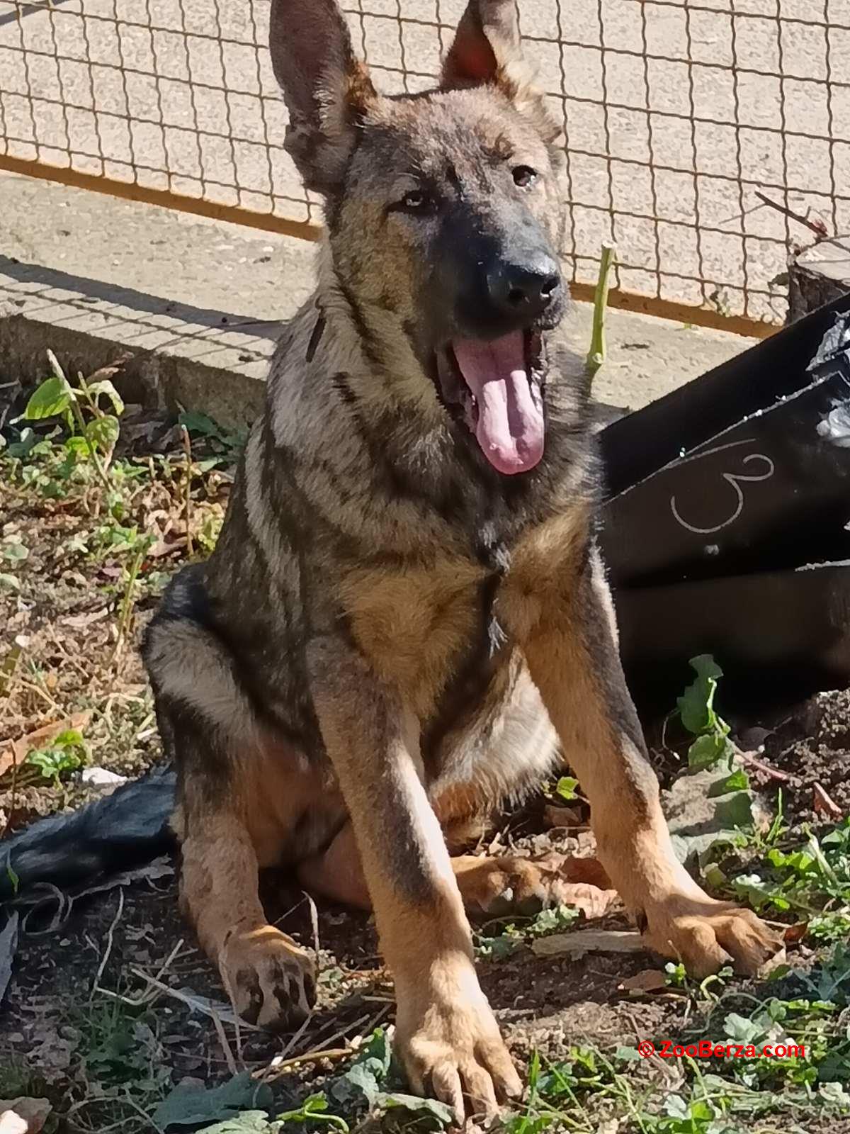 Nemački ovčar štenci 