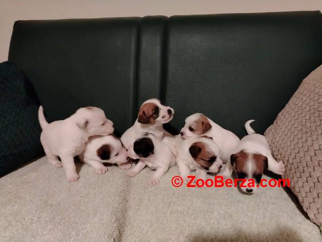 Džek Rasel Terijer, štenci