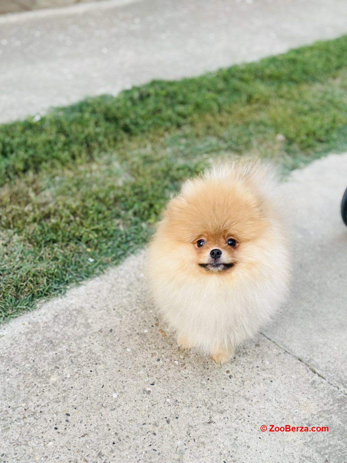 Pomeranac prelepo musko stene