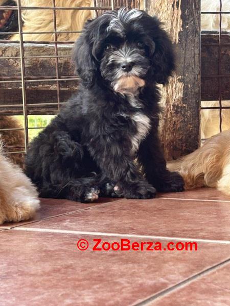 Slobodni štenci CAVAPOO 