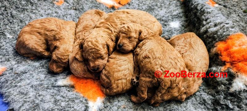 Crvena pudla, stenci