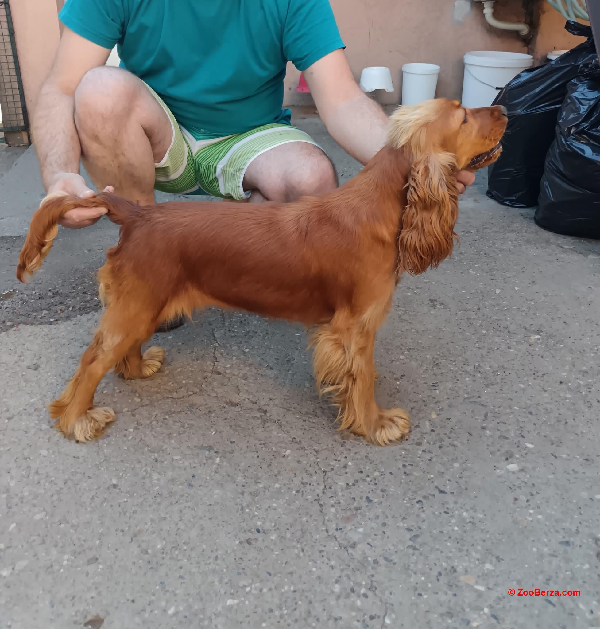 Koker španijel 