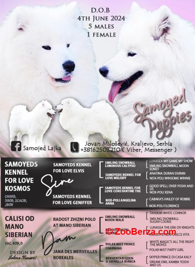 Samojed štenci