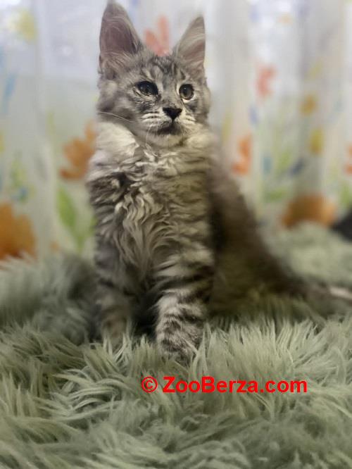 Maine Coon mačići